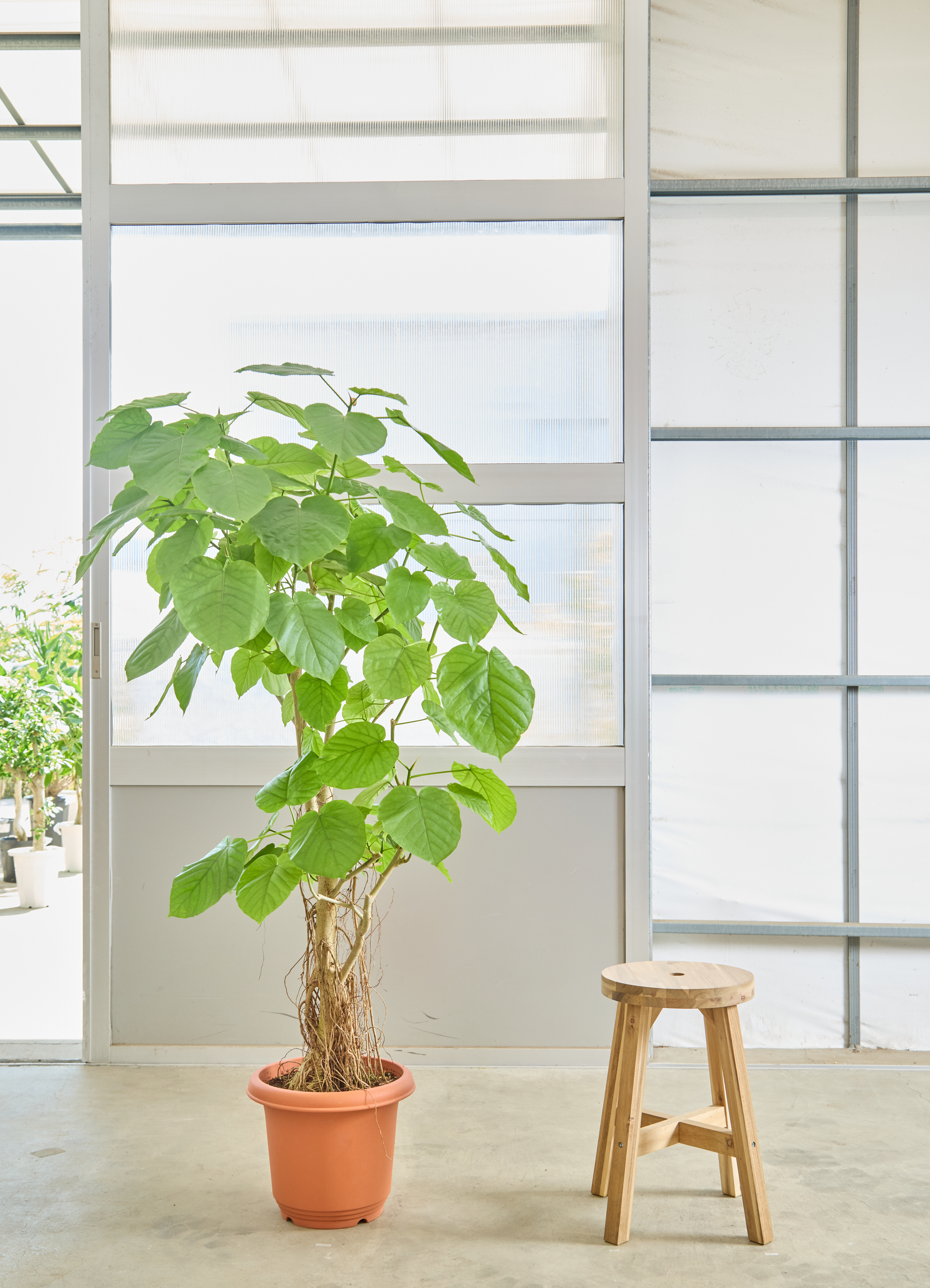 フィカス　ウンベラータ　朴仕立て　スタンダード仕立て　夏は屋外育成 フィカス ウンベラータ 朴仕立て スタンダード仕立て 夏は屋外育成