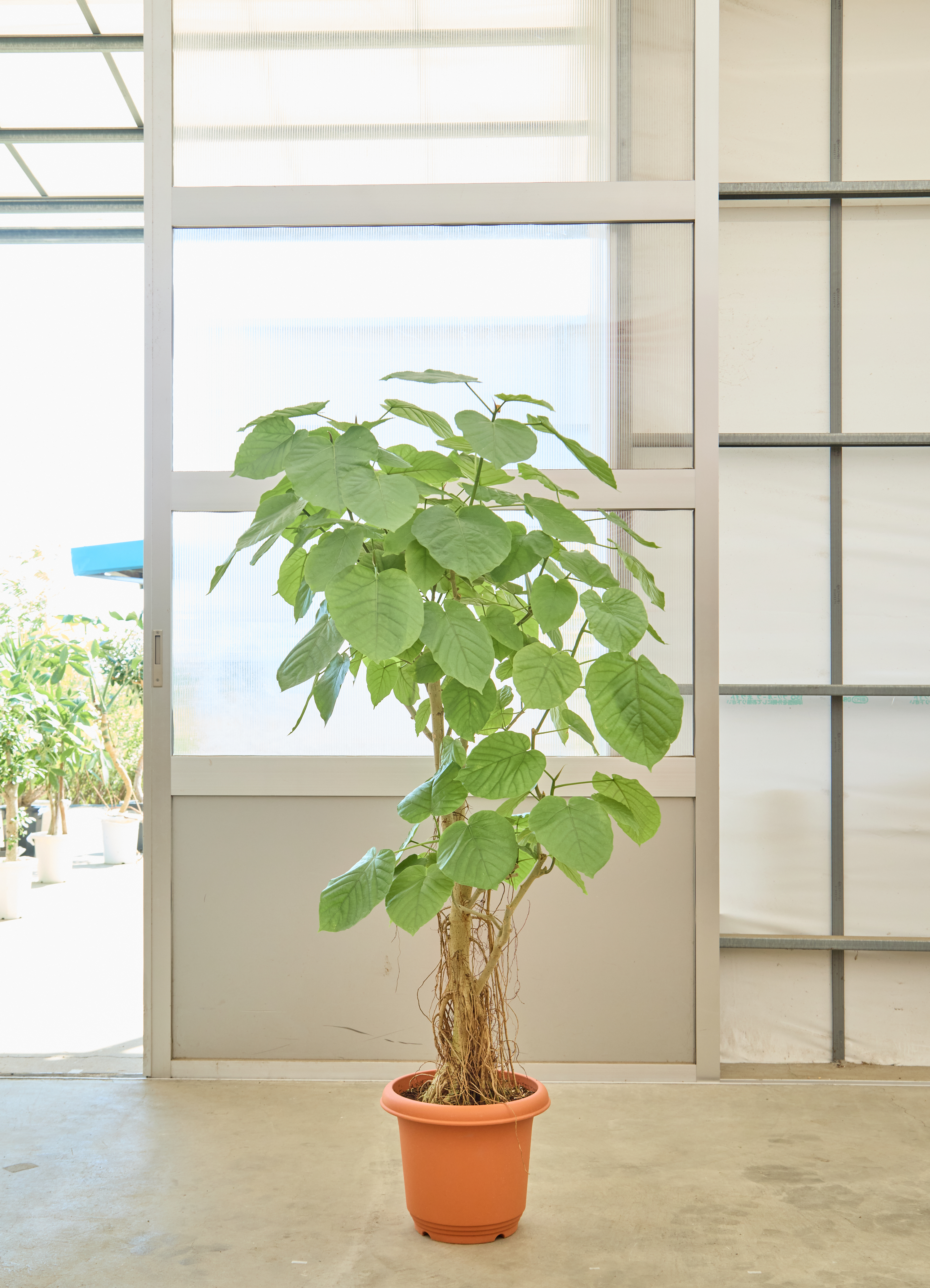 観葉植物 フィカス ウンベラータ【160cm】10号 気根 プラスチック鉢