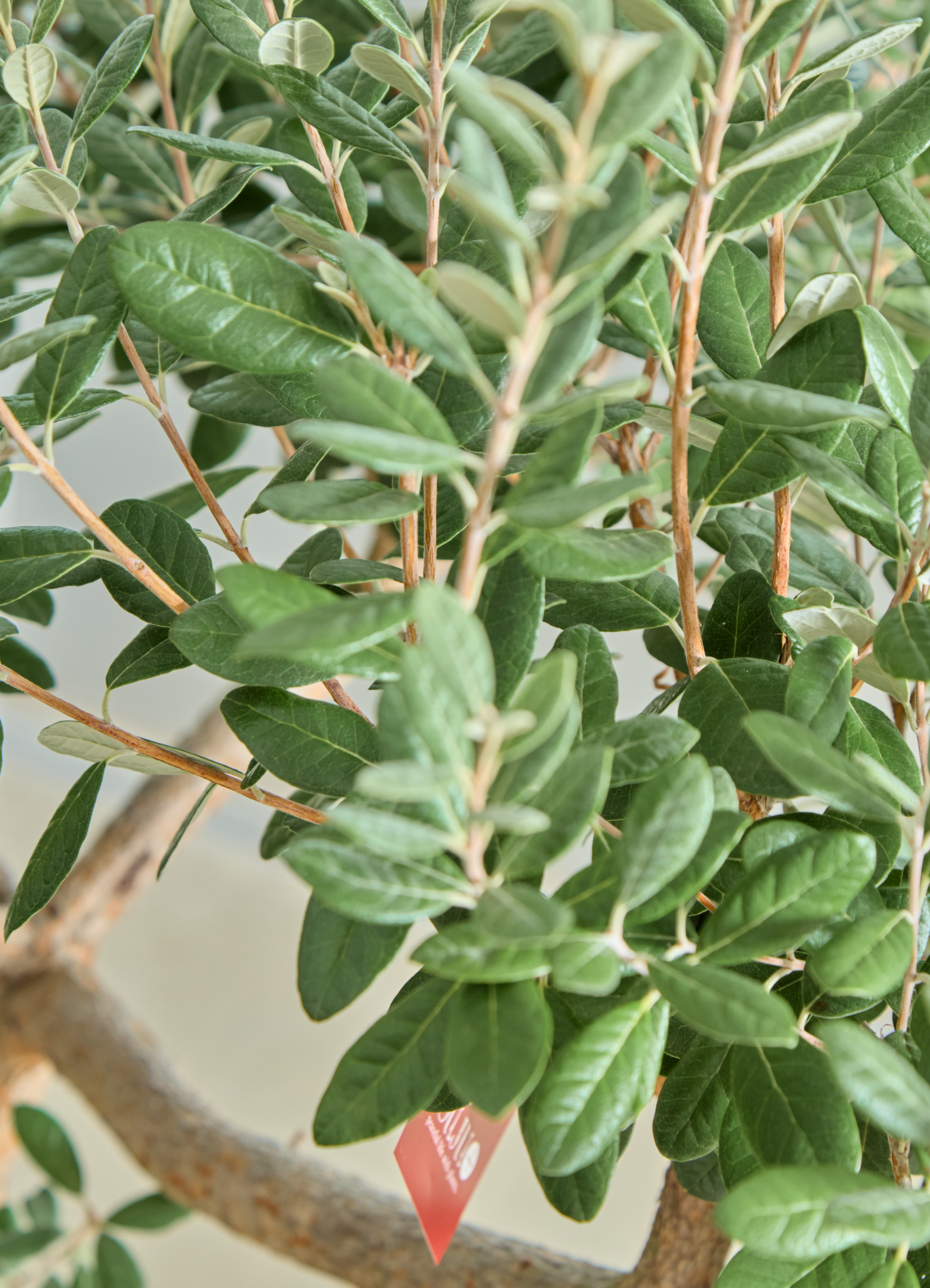 観葉植物 フェイジョア【185cm】11号 創樹トライアンフ プラスチック鉢