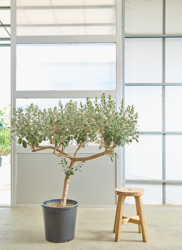 観葉植物 フェイジョア【185cm】11号 創樹トライアンフ プラスチック鉢