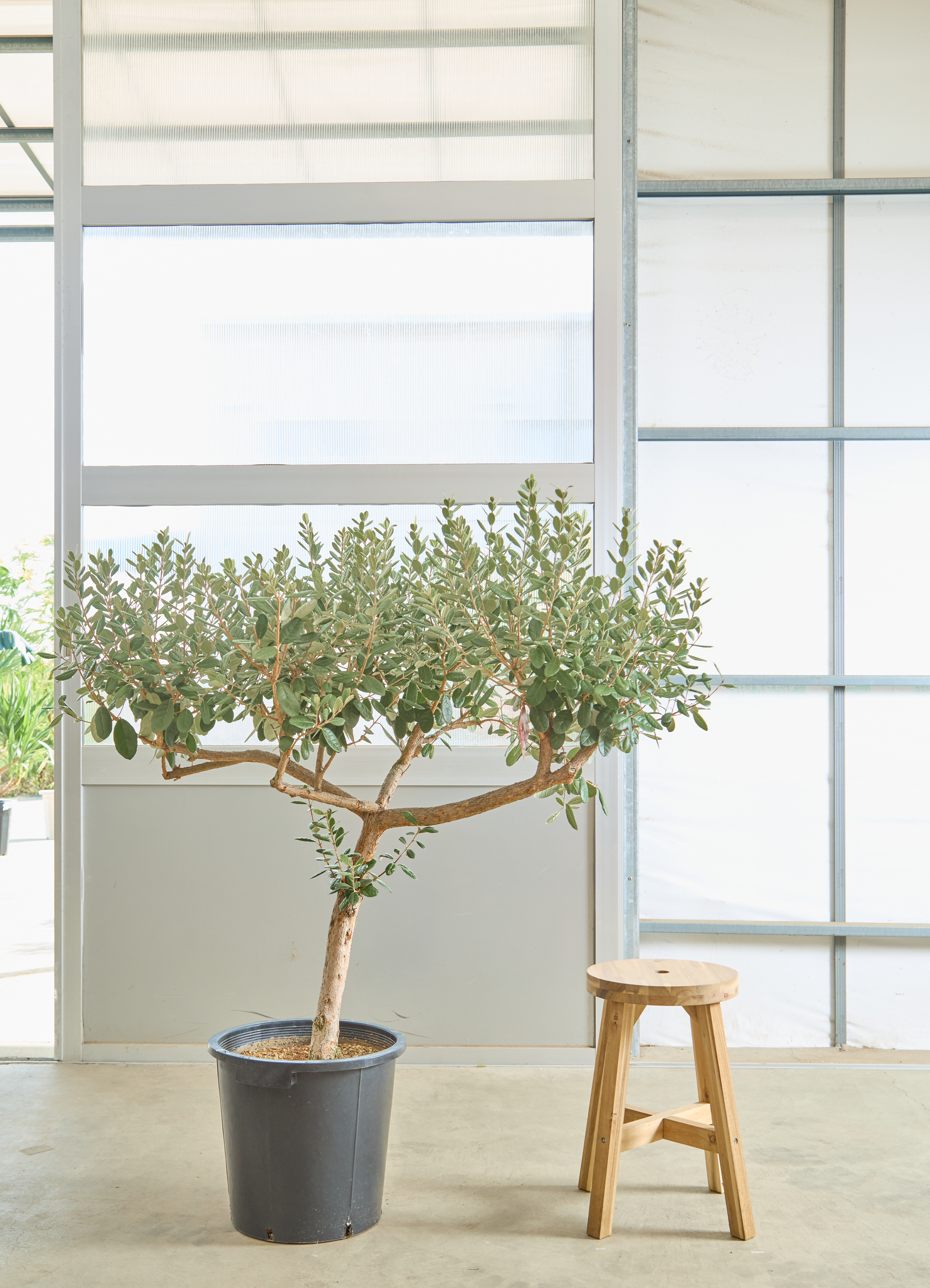 観葉植物 フェイジョア【185cm】11号 創樹トライアンフ プラスチック鉢