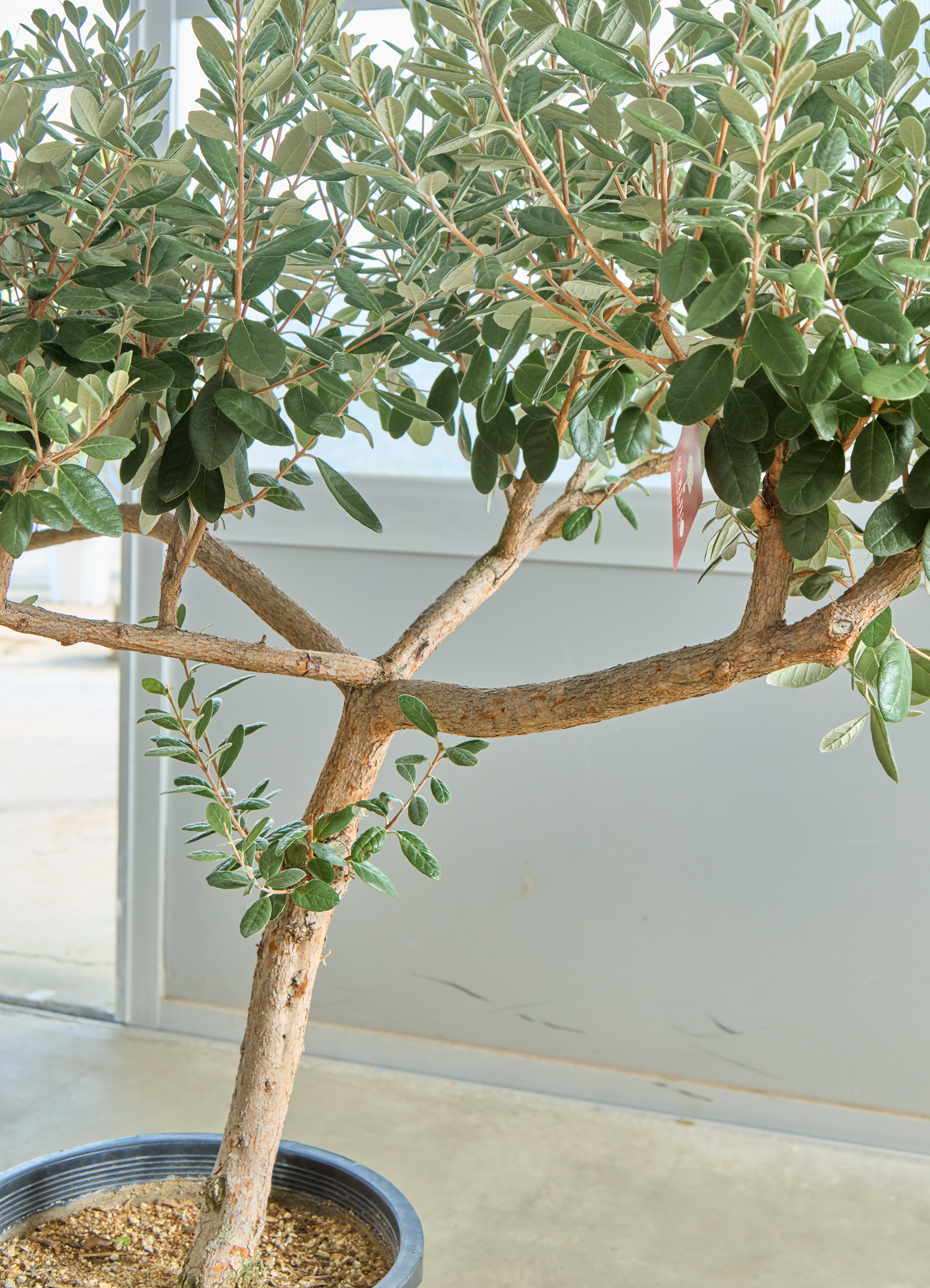 観葉植物 フェイジョア【185cm】11号 創樹トライアンフ プラスチック鉢