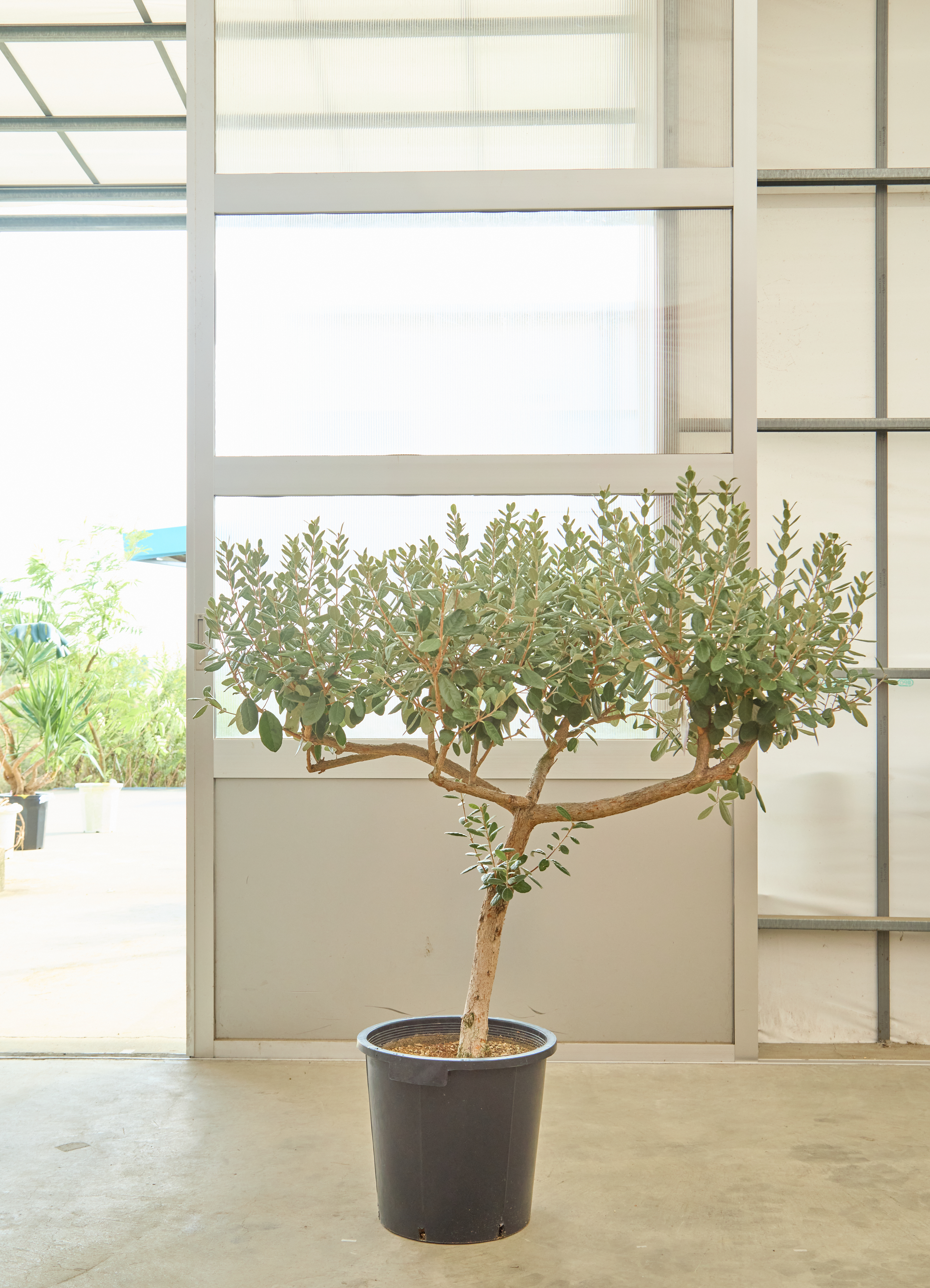 観葉植物 フェイジョア【185cm】11号 創樹トライアンフ プラスチック鉢