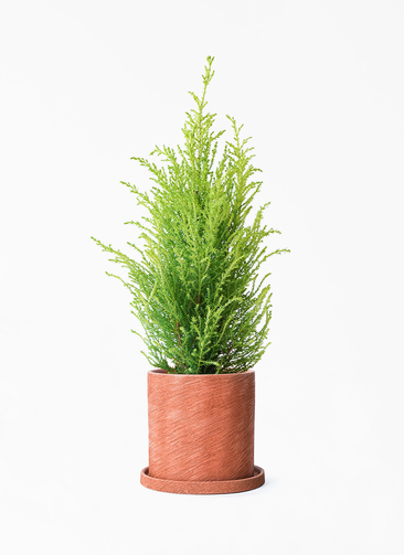 観葉植物 ゴールドクレスト 4号 ウィルマ エッシ 16 R ブラウン 付き