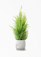 観葉植物 ゴールドクレスト 4号 ウィルマ ルーツ 15 H グレー 付き