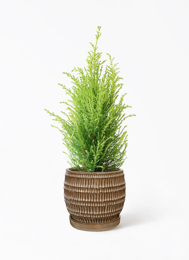 観葉植物 ゴールドクレスト 4号 ウィルマ プラスチック鉢 | 観葉植物