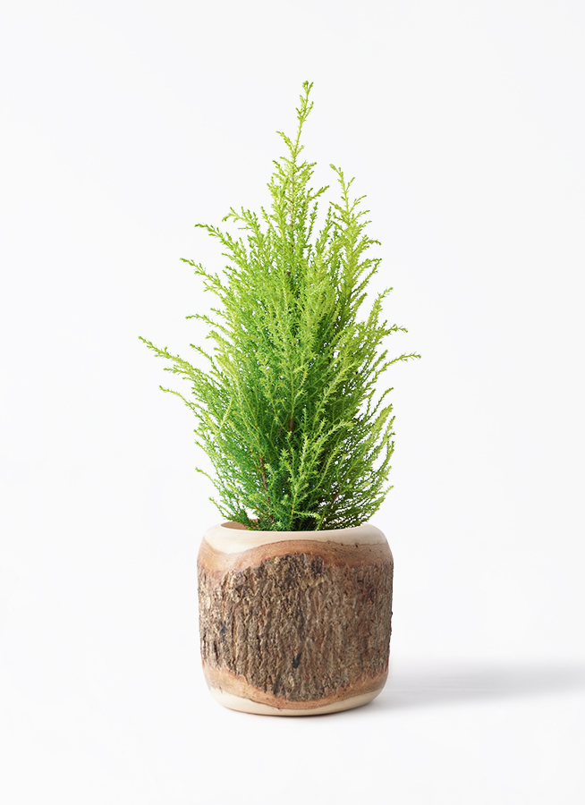 観葉植物 ゴールドクレスト 4号 ウィルマ プラスチック鉢 | 観葉植物