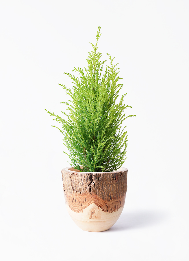 その他観葉植物 Latte 観葉植物 ドラセナ ゴッドセフィアーナ 4号 プラスチック鉢