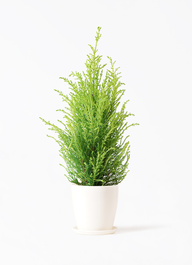 観葉植物 ゴールドクレスト 4号 ウィルマ リア ピンク M 付き | 観葉