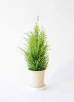 観葉植物 ゴールドクレスト 4号 ウィルマ プラスチック鉢 | 観葉植物