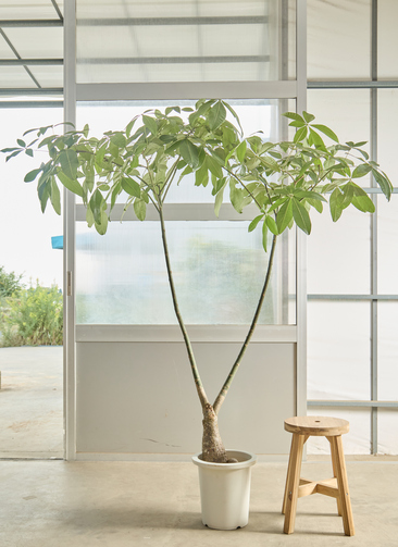 others-3813_0001.jpg?1760438308