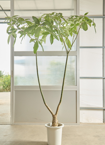 観葉植物 パキラ【200cm】9号 パラソルプラスチック鉢 #68663 ※1都3県