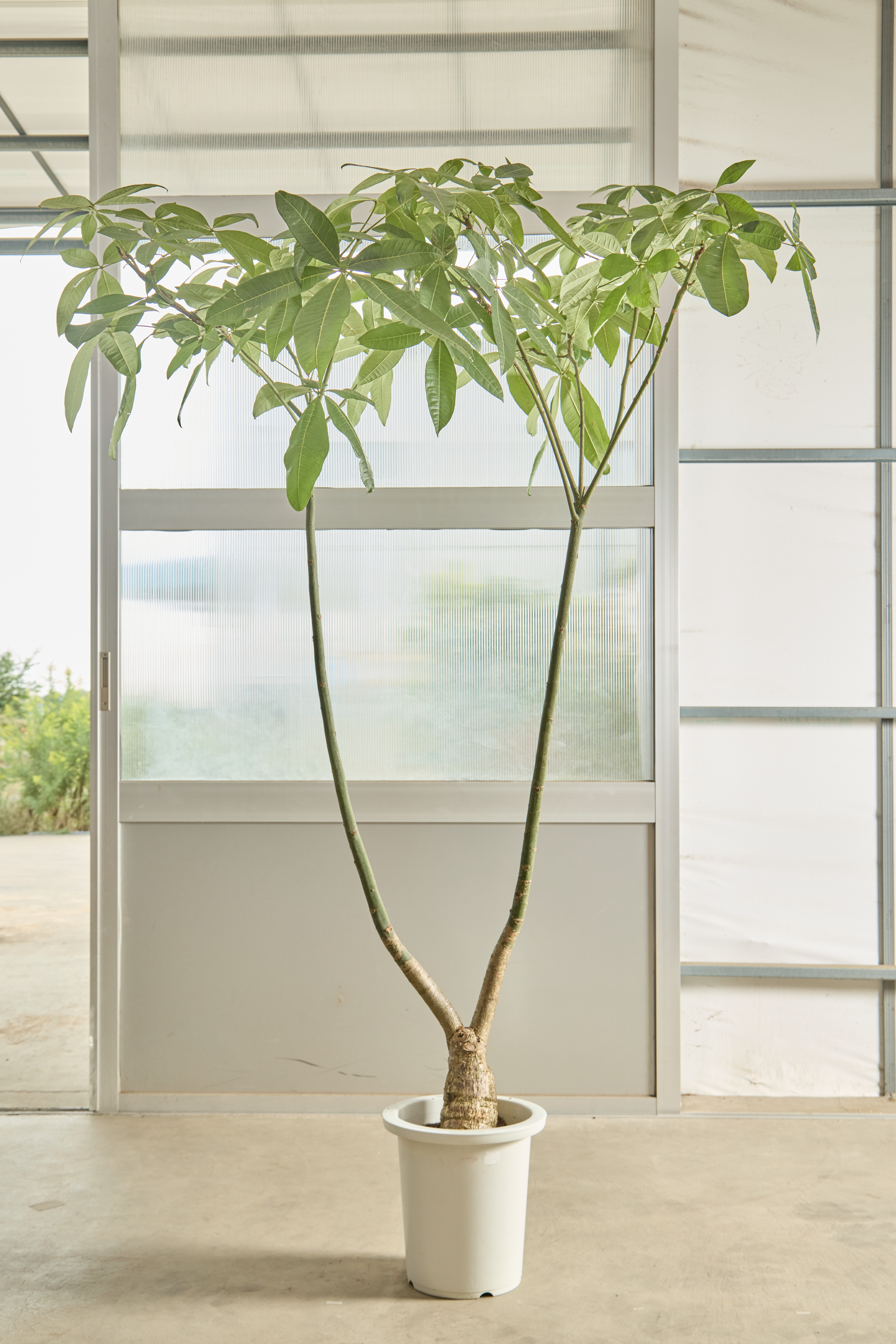 観葉植物 パキラ【200cm】9号 パラソルプラスチック鉢 #68663 ※1都3県