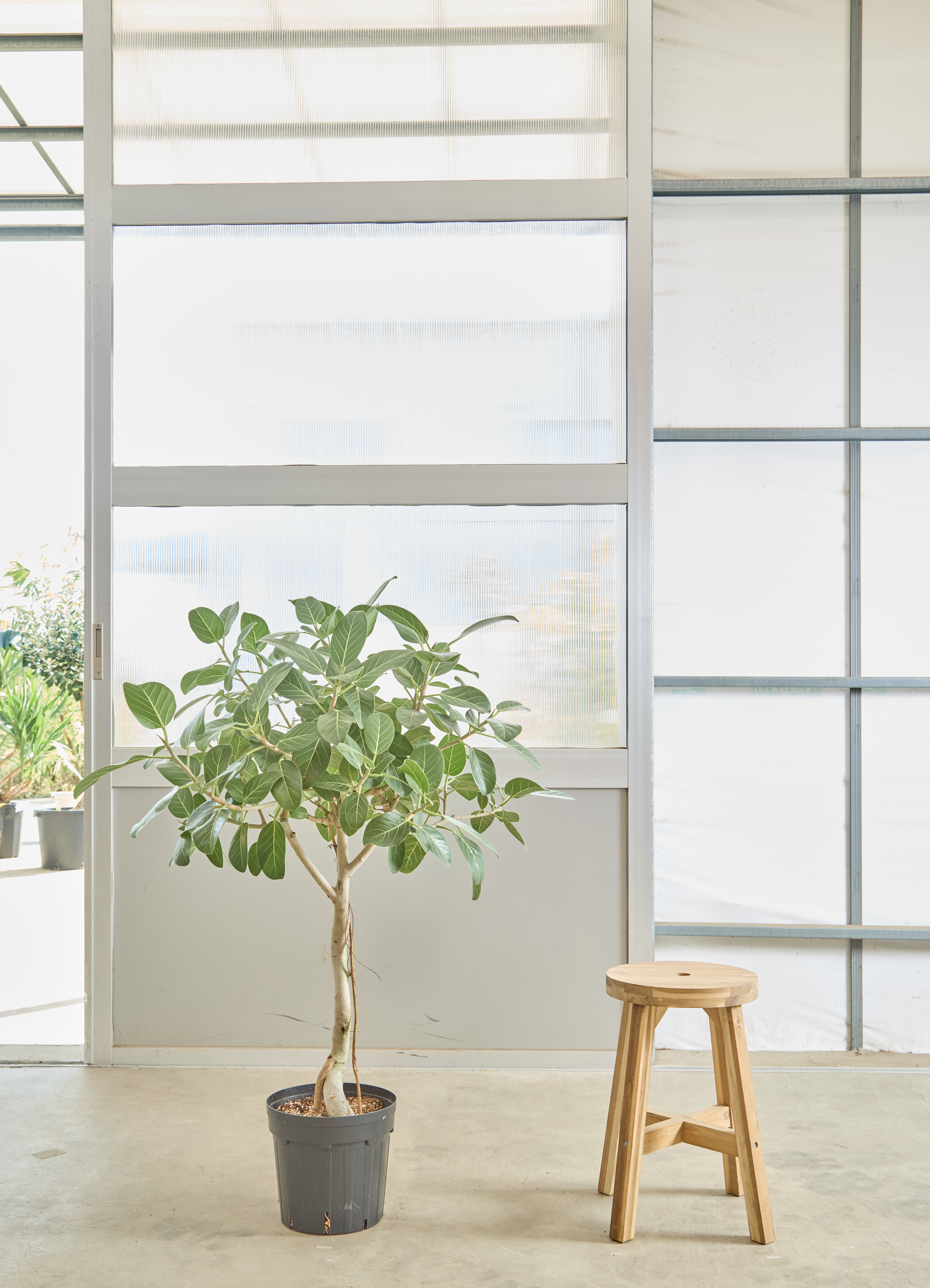 フィカス ベンガレンシス 1点もの（現品・現物） | 観葉植物 | 送料