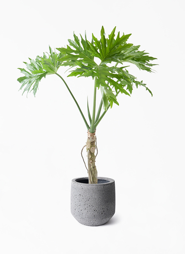 観葉植物 フィロデンドロン 7号 セローム ヒトデカズラ 根あがり パボ