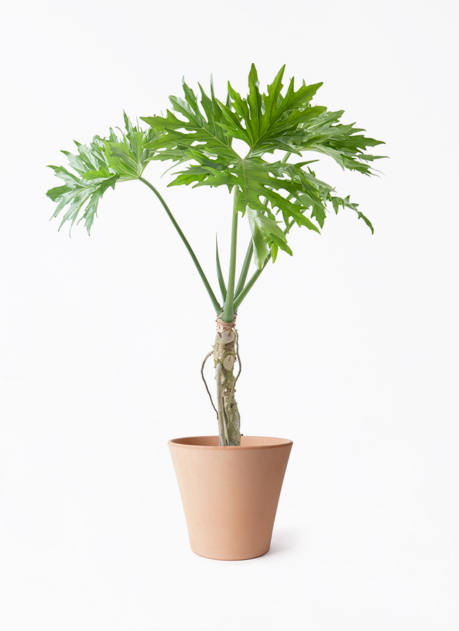 観葉植物 フィロデンドロン 7号 セローム ヒトデカズラ 根あがり