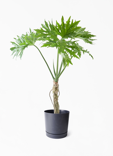観葉植物 フィロデンドロン 7号 セローム ヒトデカズラ 根あがり