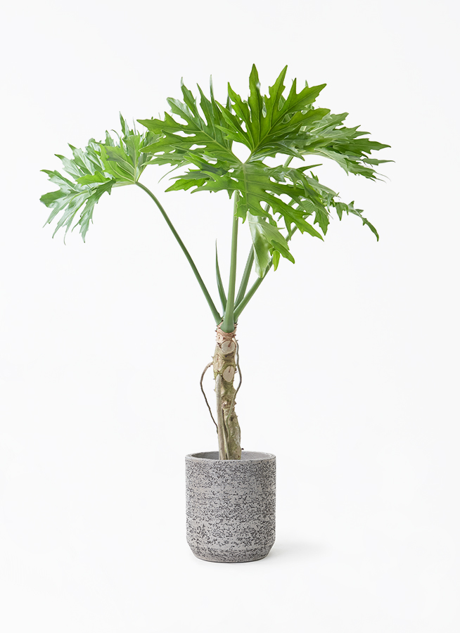 観葉植物 フィロデンドロン 7号 セローム ヒトデカズラ 根あがり 竹