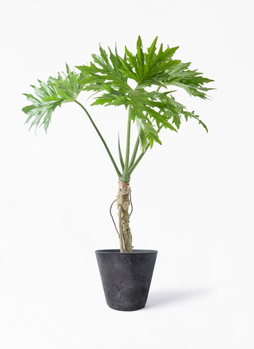 観葉植物 フィロデンドロン 7号 セローム ヒトデカズラ 根あがり