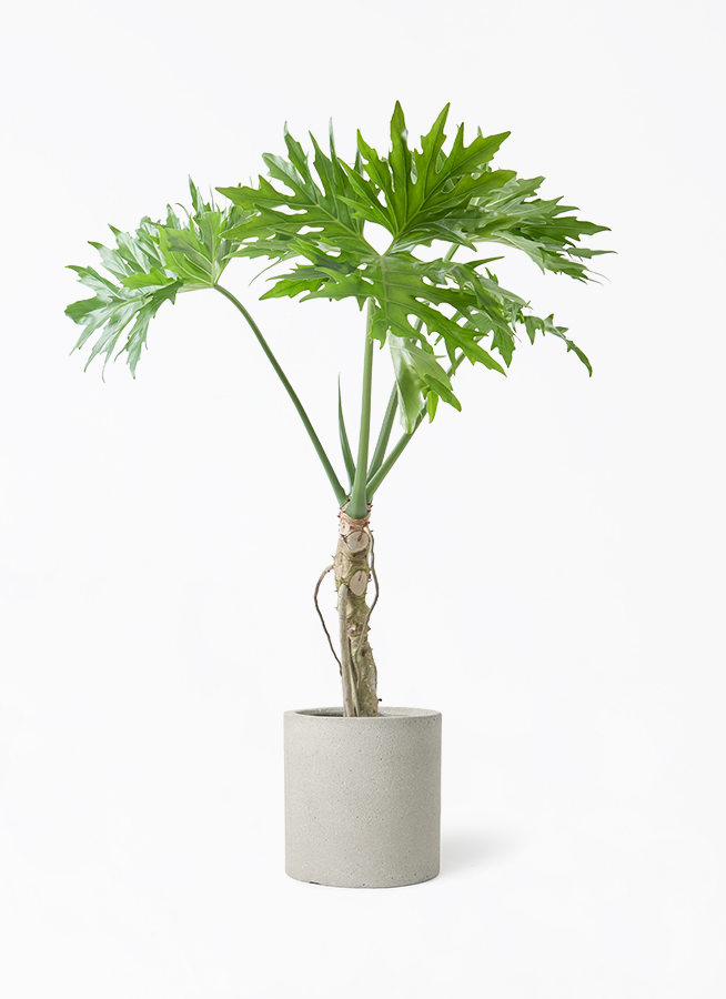 観葉植物 フィロデンドロン 7号 セローム ヒトデカズラ 根あがり