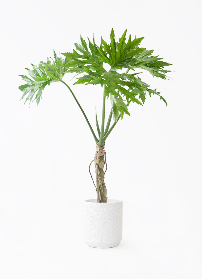 観葉植物 フィロデンドロン 7号 セローム ヒトデカズラ 根あがり