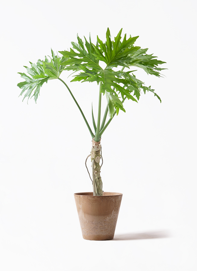 観葉植物 フィロデンドロン 7号 セローム ヒトデカズラ 根あがり