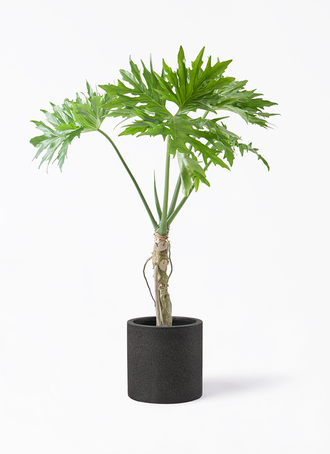 観葉植物 フィロデンドロン 7号 セローム ヒトデカズラ 根あがり