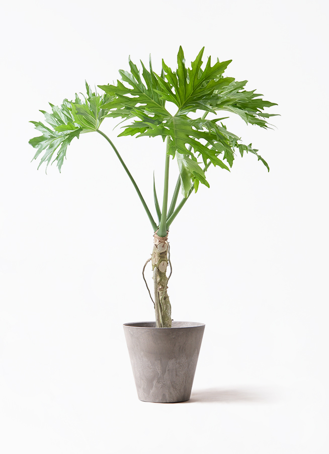 観葉植物 フィロデンドロン 7号 セローム ヒトデカズラ 根あがり 
