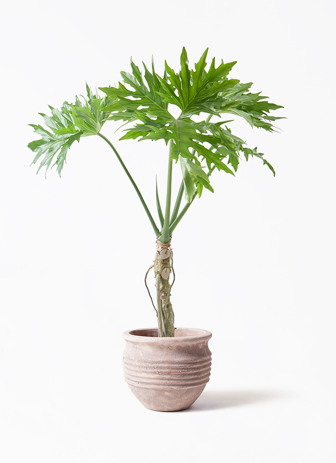 観葉植物 フィロデンドロン 7号 セローム ヒトデカズラ 根あがり