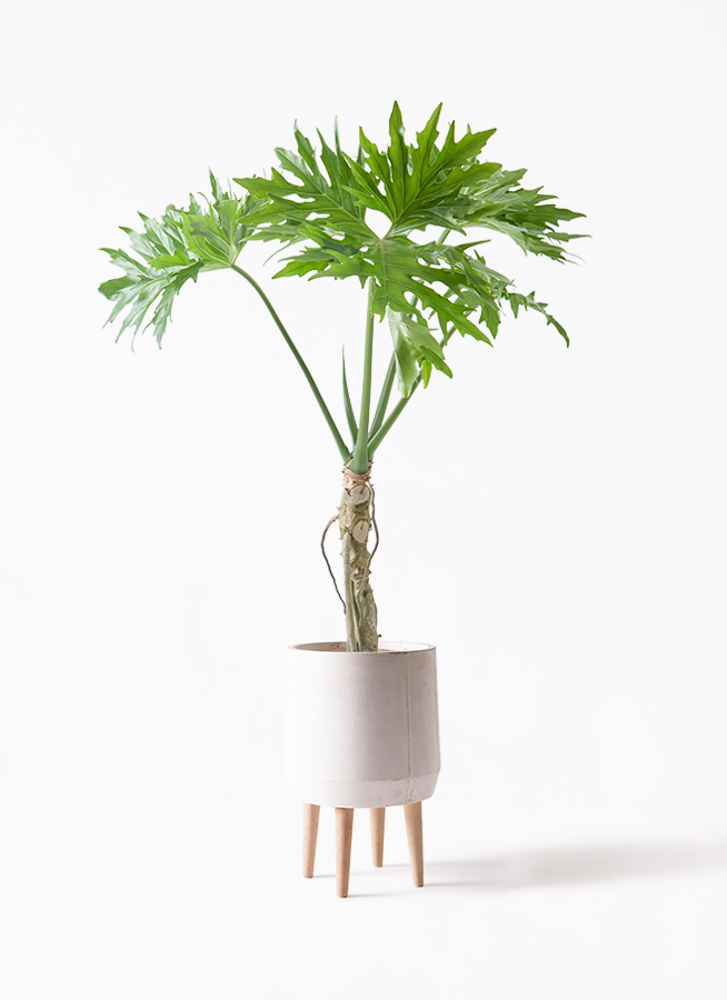 観葉植物 フィロデンドロン 7号 セローム ヒトデカズラ 根あがり