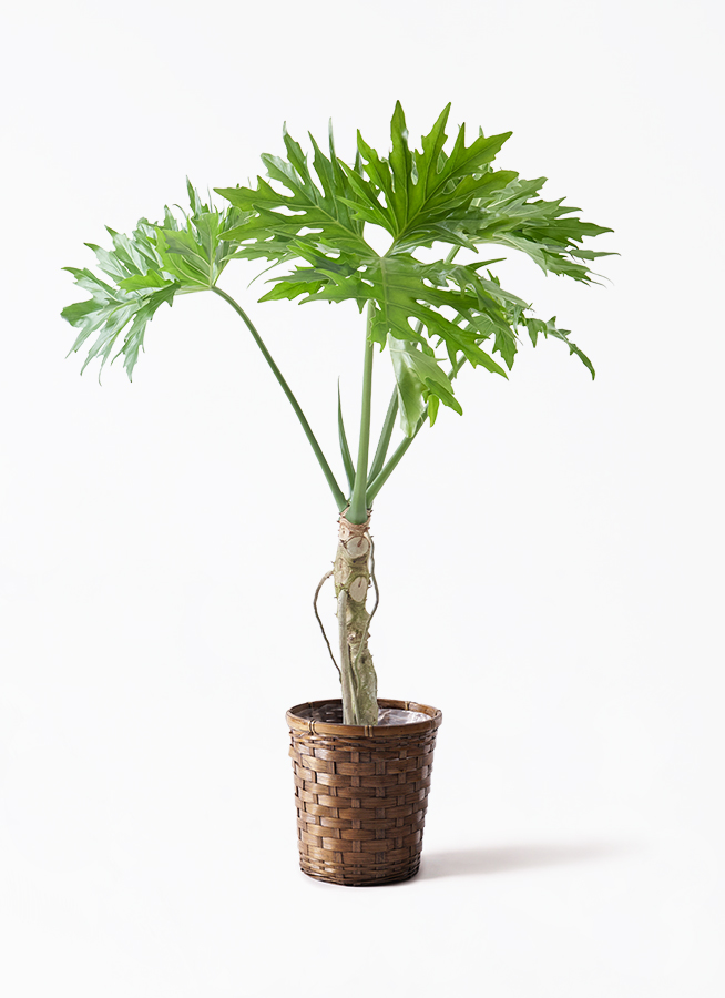 観葉植物 フィロデンドロン 7号 セローム ヒトデカズラ 根あがり