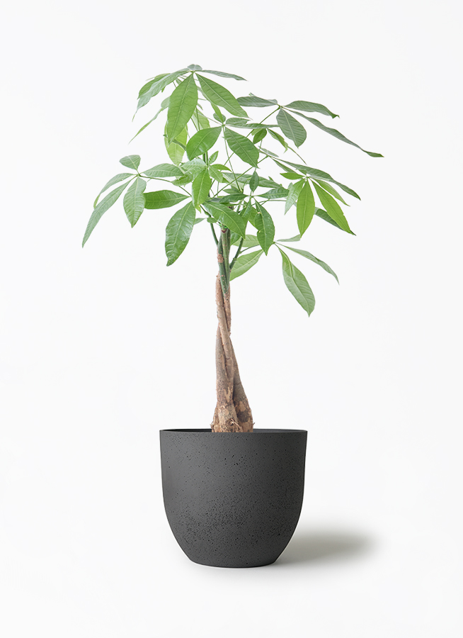 観葉植物 パキラ 5号 ねじり インティ M 濃グレイ 付き | 観葉植物なら