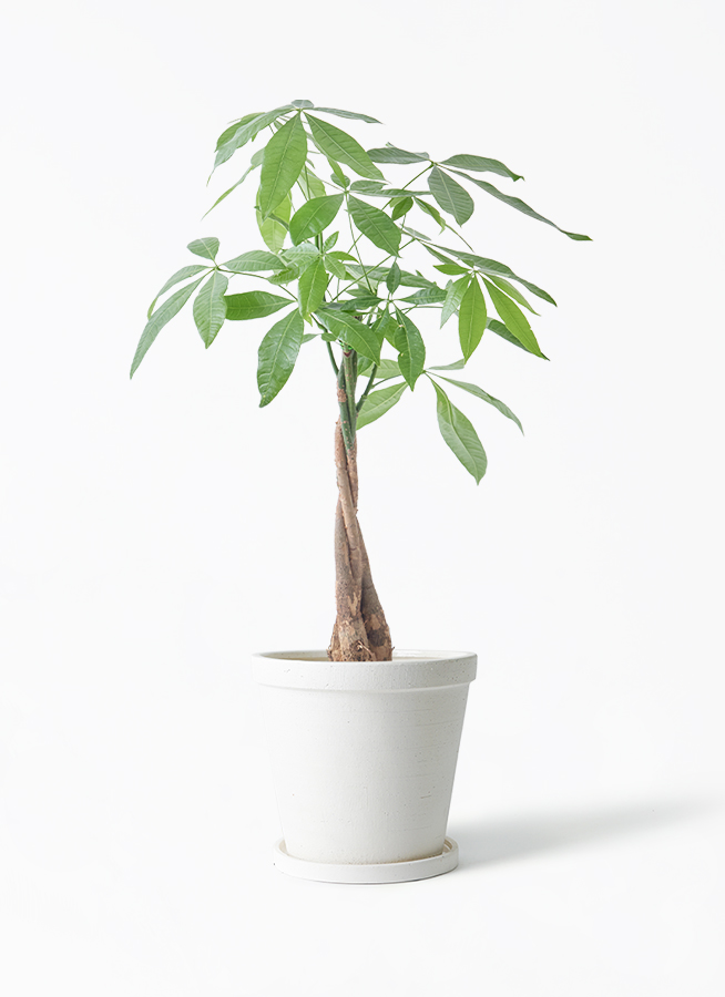 観葉植物 パキラ 5号 ねじり ラスターポット 付き | 観葉植物なら