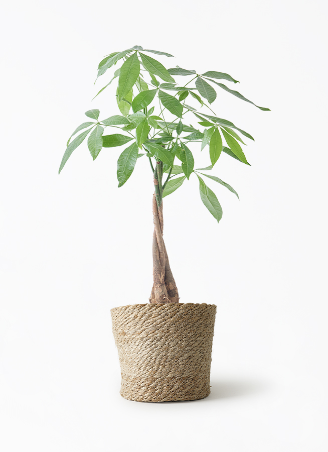 観葉植物 パキラ 5号 ねじり エドラ B 付き | 観葉植物ならHitoHana