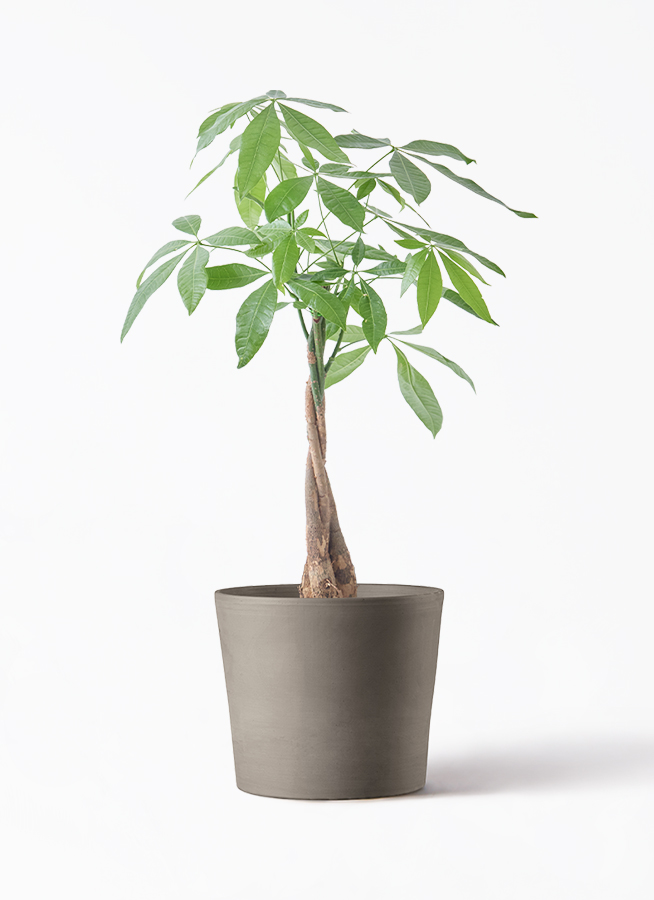 観葉植物 パキラ 5号 ねじり インティ M 濃グレイ 付き | 観葉植物なら