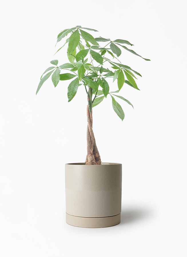 観葉植物 パキラ 5号 ねじり エドラ B 付き | 観葉植物ならHitoHana