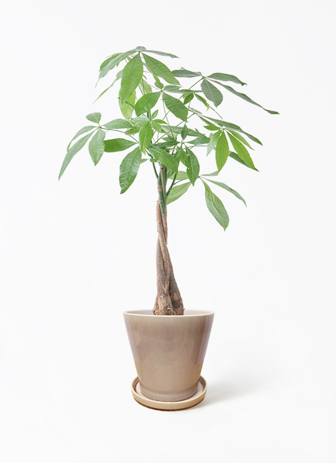 観葉植物 パキラ 5号 ねじり インティ M 濃グレイ 付き | 観葉植物なら