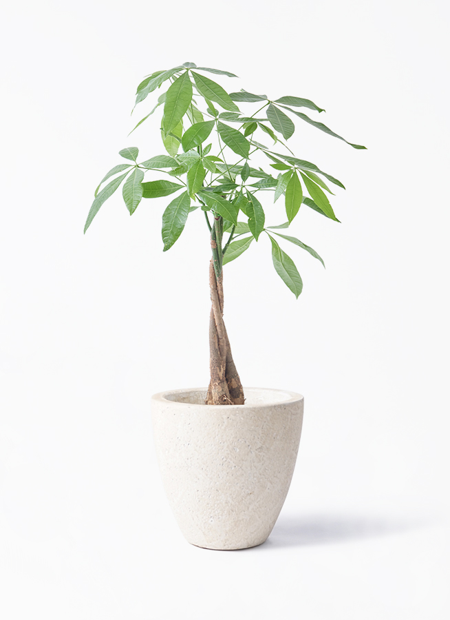 観葉植物 パキラ 5号 ねじり ラスターポット 付き | 観葉植物なら