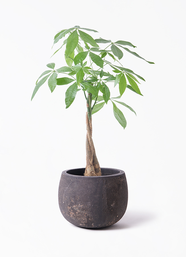 観葉植物 パキラ 5号 ねじり エドラ B 付き | 観葉植物ならHitoHana