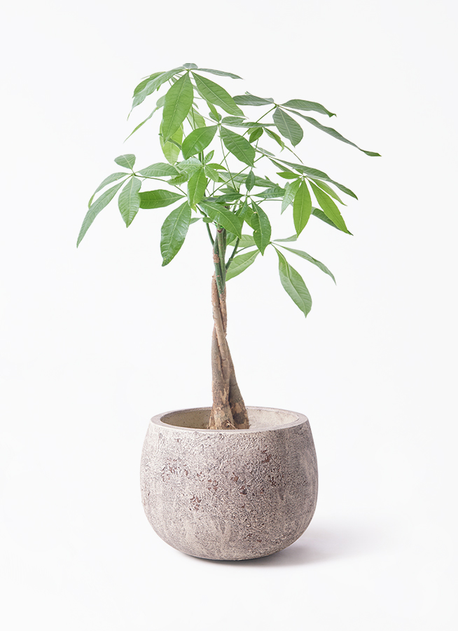 観葉植物 パキラ 5号 ねじり エドラ B 付き | 観葉植物ならHitoHana