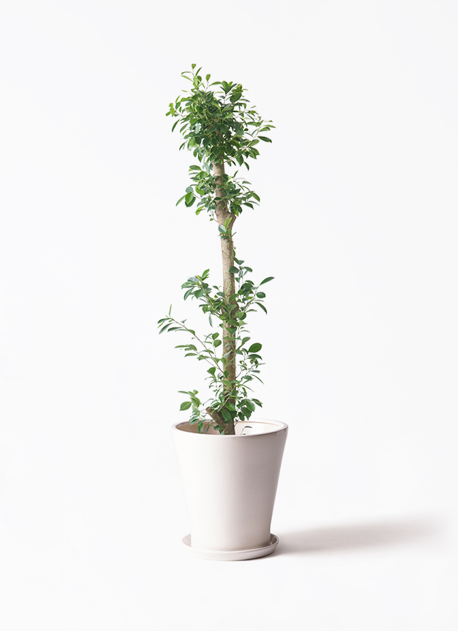 ガジュマルさま専用ページ 観葉植物 ガジュマル 10号 ベビーリーフ ラスターポット 付き | 観葉