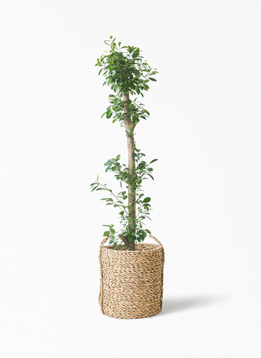 観葉植物 ガジュマル 10号 ベビーリーフ LushBasket(ラッシュ