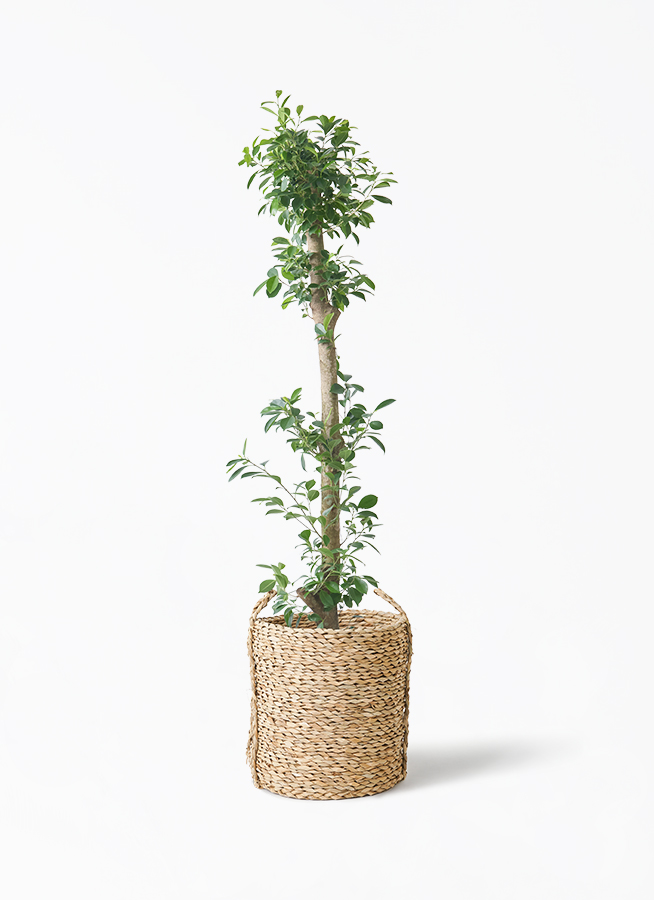 観葉植物 ガジュマル 10号 ベビーリーフ LushBasket(ラッシュ