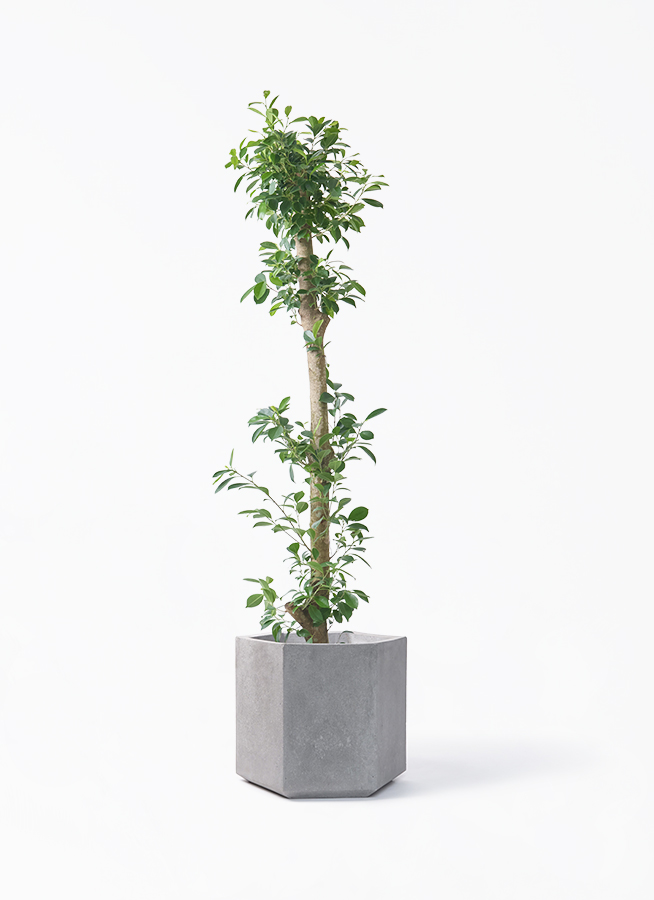 ガジュマル 10号 | 観葉植物 | 送料無料でお届け - Hitohana（ひとはな）