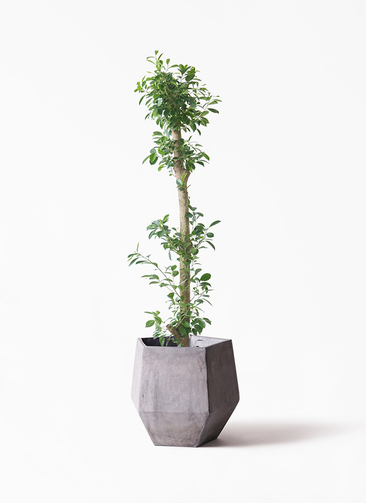 観葉植物 ガジュマル 10号 ベビーリーフ ファイバークレイGray 付き