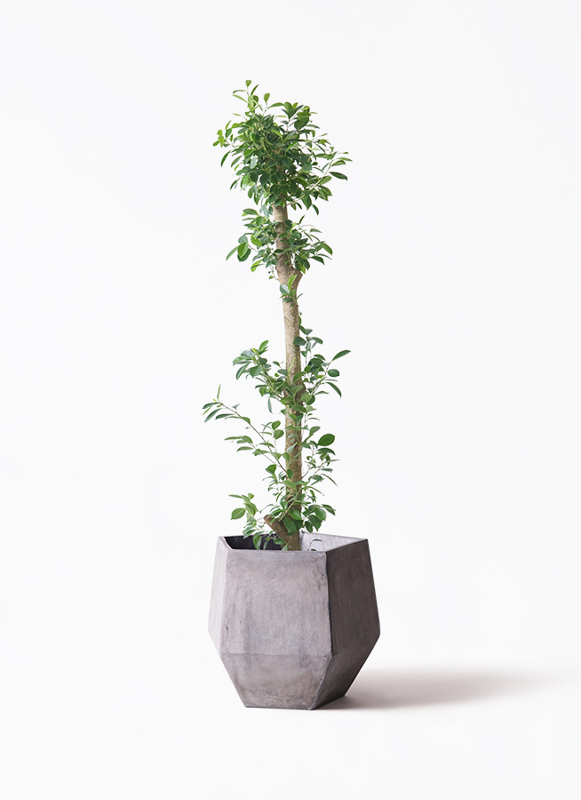 観葉植物 ガジュマル 10号 ベビーリーフ プラスチック鉢 | 観葉植物