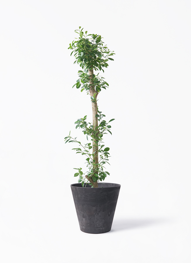 観葉植物 ガジュマル 10号 ベビーリーフ アートストーン ラウンド