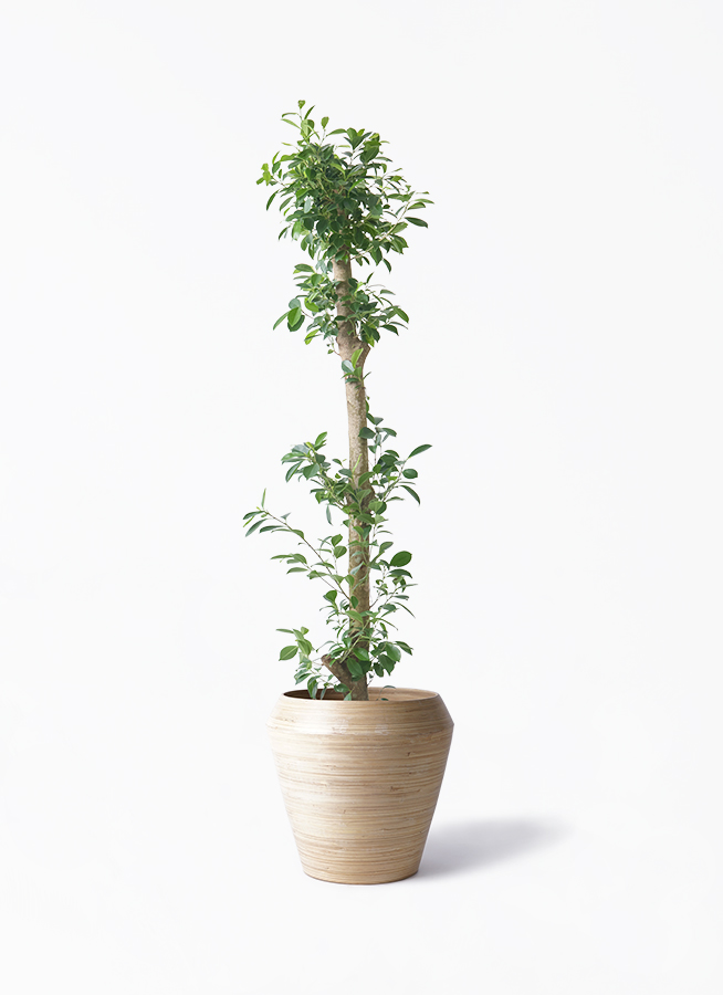 観葉植物 ガジュマル 10号 ベビーリーフ アルマ ミドル 付き | 観葉