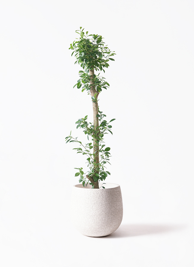 観葉植物 ガジュマル 10号 ベビーリーフ プラスチック鉢 | 観葉植物