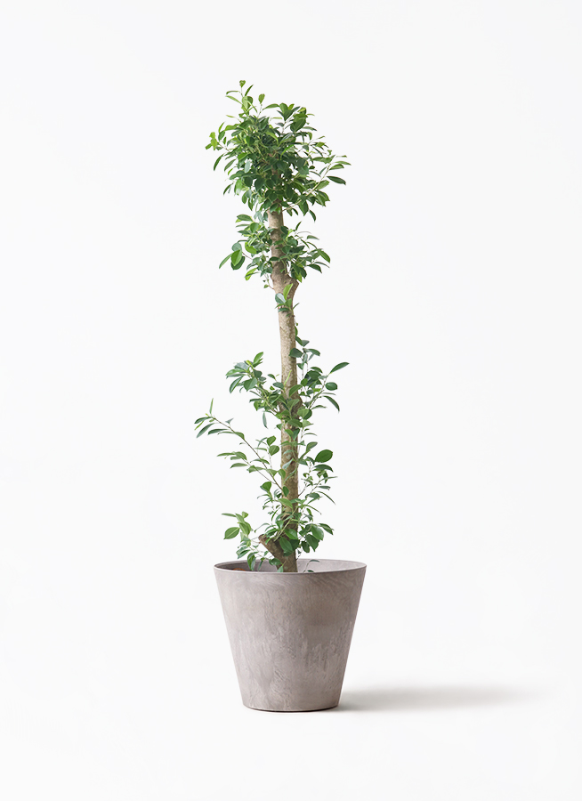 かじゅ丸 ガジュマルM / Ficus malacocarpa – LIFFT